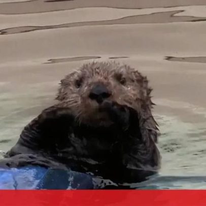 Crias de lontra-marinha reencontram a mãe na Califórnia após dias à procura