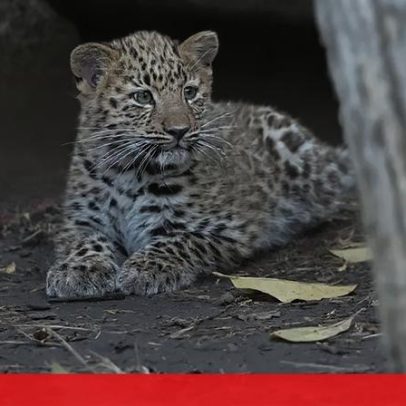 Crias de leopardo-da-Amur exploram habitat no primeiro dia no zoo de Chicago