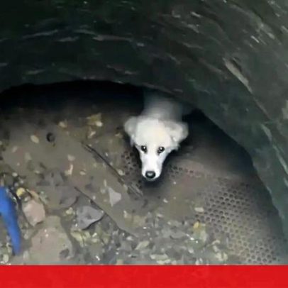 Cadela resgatada após cair em poço de 15 metros