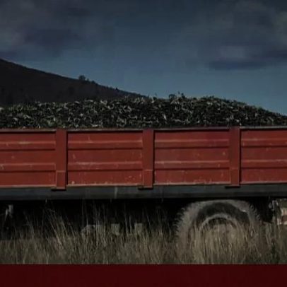 Produtores de Trás-os-Montes queixam-se dos preços do azeite pelos lagares