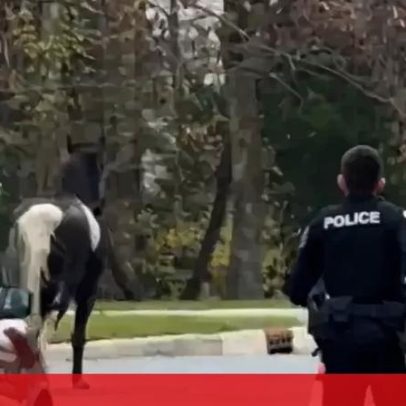 Cavalo em fuga desencadeia perseguição policial nos EUA