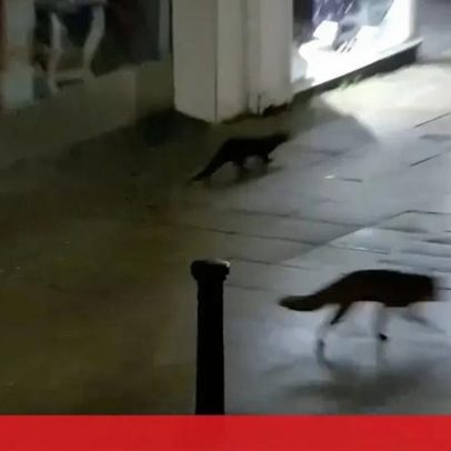 Raposa e lontra fazem passeio noturno pelas ruas do Reino Unido