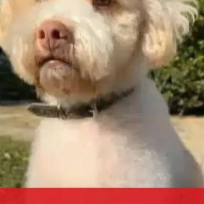 Cão eletrocutado no Príncipe Real é o quarto da semana em Lisboa