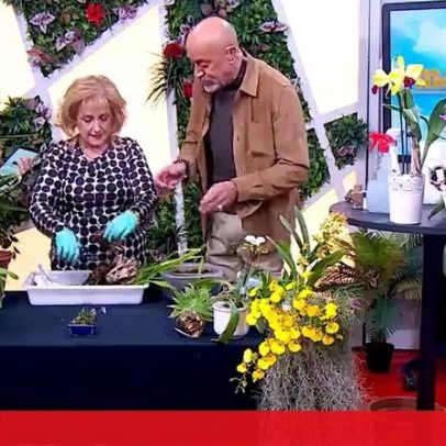 Aprenda a cuidar da sua orquídea no Manhã CM