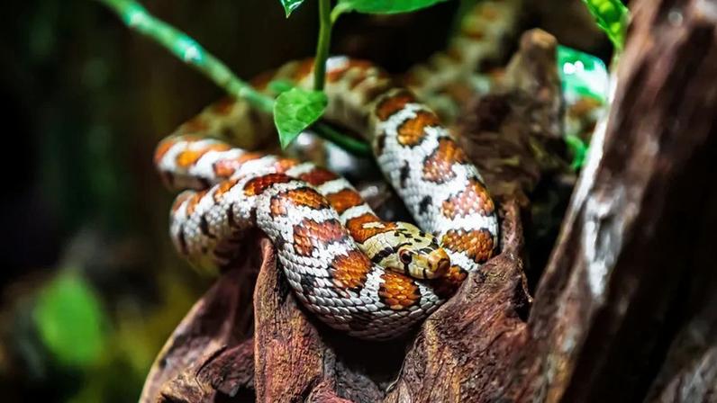 Cuidados durante a muda de pele de réptil em casa