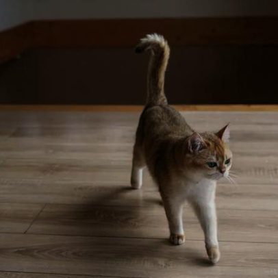 Gatos mais ativos à noite: descobrimos a razão