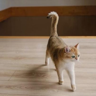 Gatos são mais ativos à noite: entenda as razões.