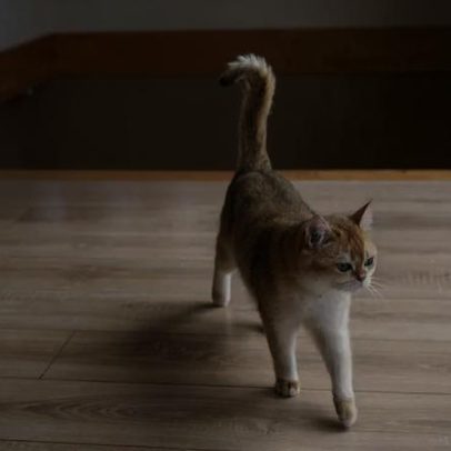 Por que o seu gato é mais ativo à noite e qual é a razão