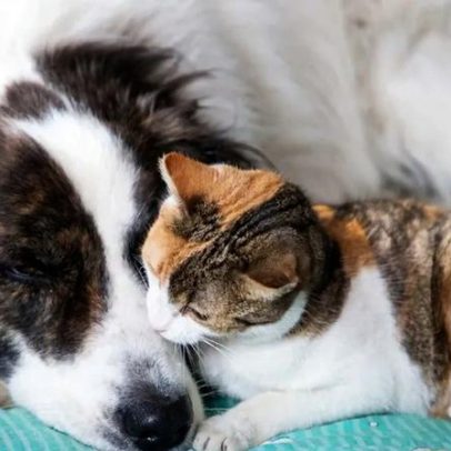 O frio afeta o sono dos pets na estação da sesta: saiba porquê