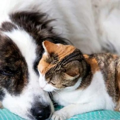 Chegou a estação da sesta: o frio afeta o sono dos animais de estimação
