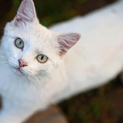 Conheça as 5 raças de gatos mais raras do mundo