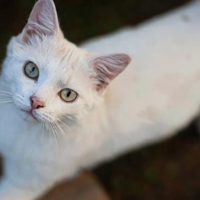 Conheça as 5 raças de gatos mais raras do mundo