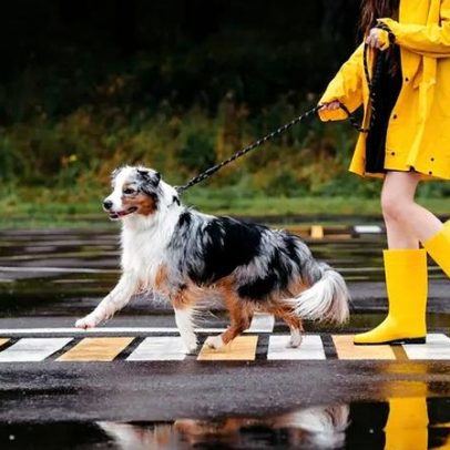 Guia para proteger o pelo e as patas do cão nos dias de chuva