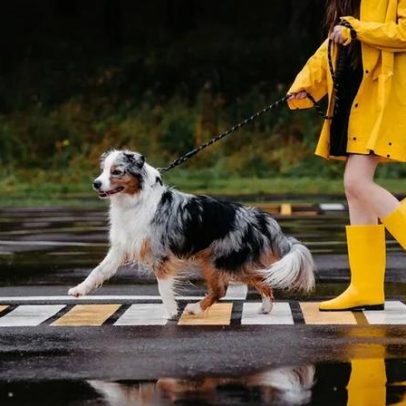 Guia prático para proteger o pelo e as patas do cão na chuva