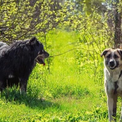 A ciência confirma que cães são nossos companheiros de estrada e de vida