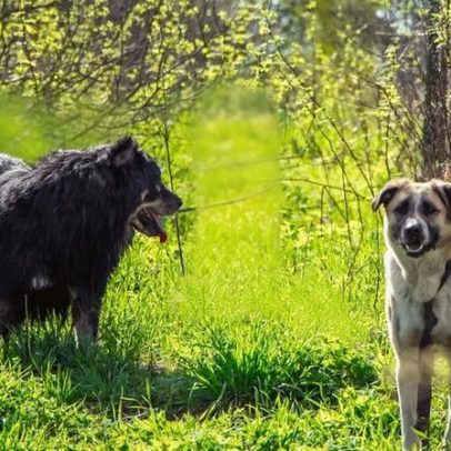 A ciência confirma que os cães são companheiros de estrada há muito tempo