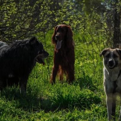 A ciência confirma que os cães são nossos companheiros ao longo da vida