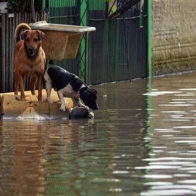 Tempestades e cheias: como proteger os seus animais