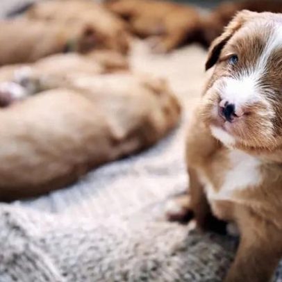 Porquê do cheiro dos cães atrair humanos, explicação científica