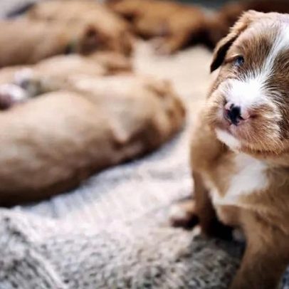O aroma dos cachorrinhos encanta humanos, revela estudo