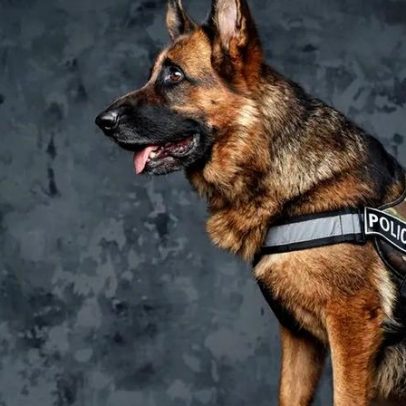 Projeto Adota Cães Heróis ajuda PSP a encontrar famílias para cães reformados