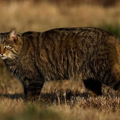 Projeto pretende devolver gato-bravo perdido ao Reino Unido