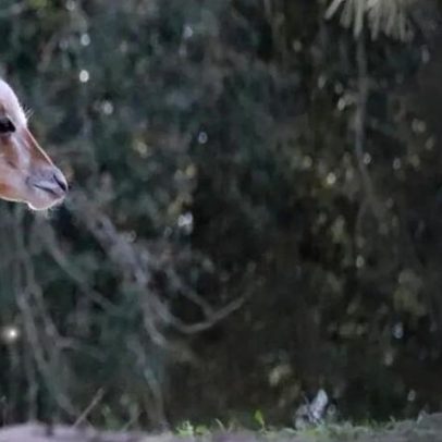 Rudolfo, cria de órix, encanta visitantes no Badoca