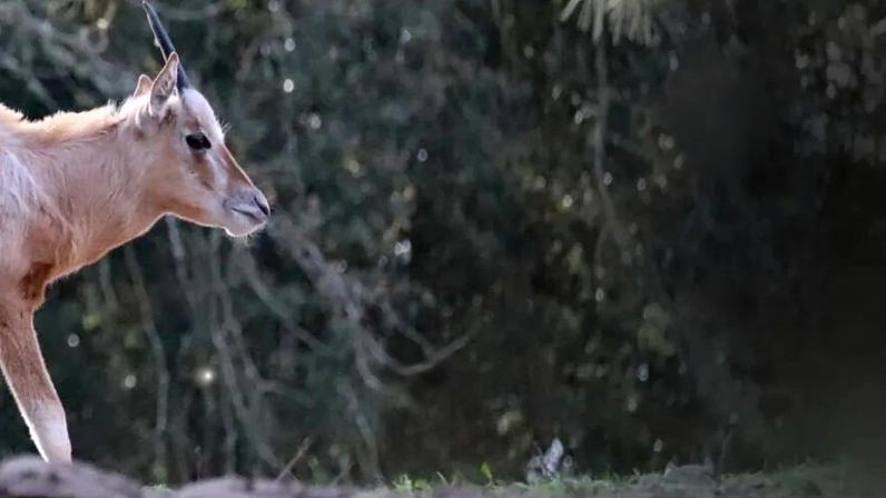Um milagre de Natal! Conheça o Rudolfo, a cria de órix que está a encantar os visitantes do Badoca