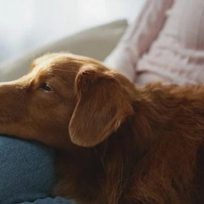Caso de Nuno Markl mostra que cães pressentem AVC do dono, estudo revela
