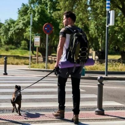 Cão eletrocutado em Lisboa já é o quarto neste mês de novembro