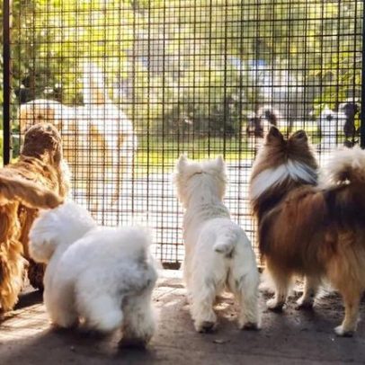 4 dicas para escolher o hotel certo para o seu animal no Natal