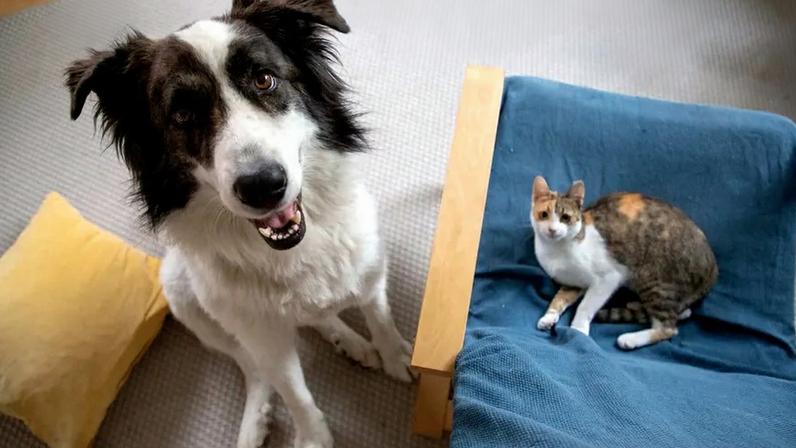 Registo eletrónico de animais recebe reforço de 300 mil euros no Orçamento