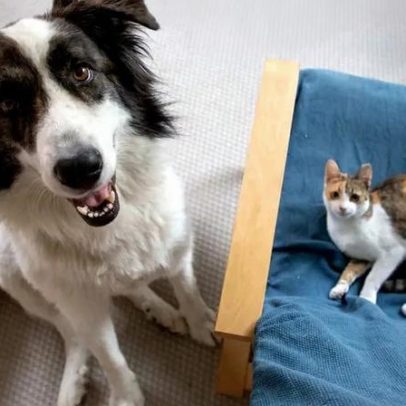 Registo eletrónico de animais recebe reforço de 300 mil euros