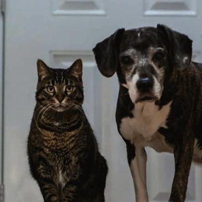 O que muda no bem-estar do animal após a esterilização
