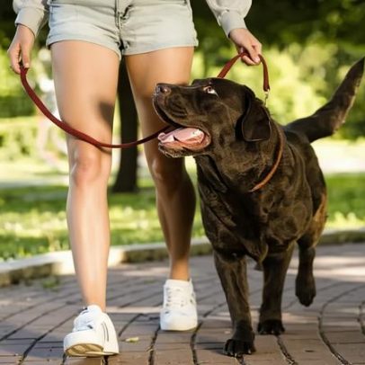 Cães morrem eletrocutados em Odivelas e Lisboa; donos apresentam queixas