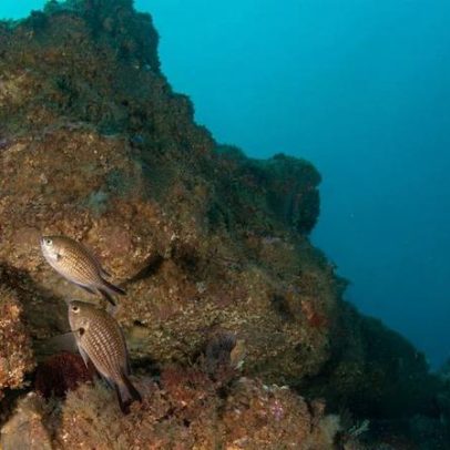 Descoberto ecossistema de riqueza excecional no Recife do Algarve com 40 registos