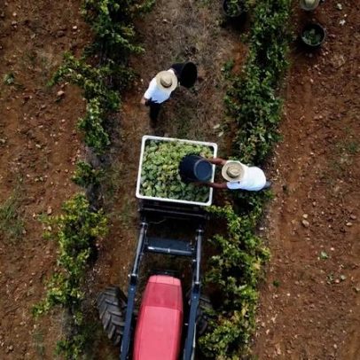 Setor do vinho encara alterações climáticas com estratégias sustentáveis