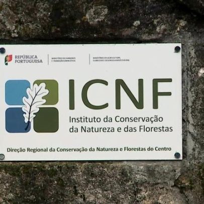 PJ e MP investigam contrato do ICNF na Mata Nacional dos Medos