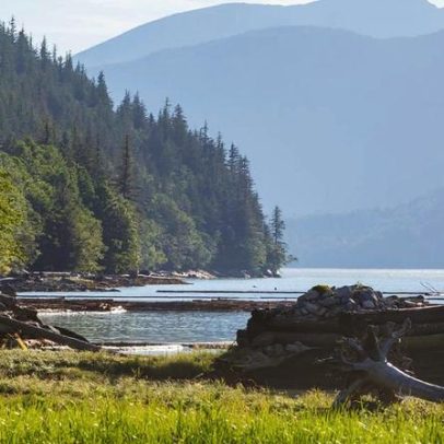 11 feridos em ataque de urso durante visita de estudo no Canadá