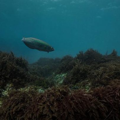 Expedição regista 40 novas espécies em área marinha protegida no Algarve
