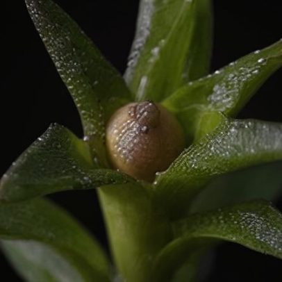 Musgo resiste a nove meses no espaço e reproduz-se na Terra