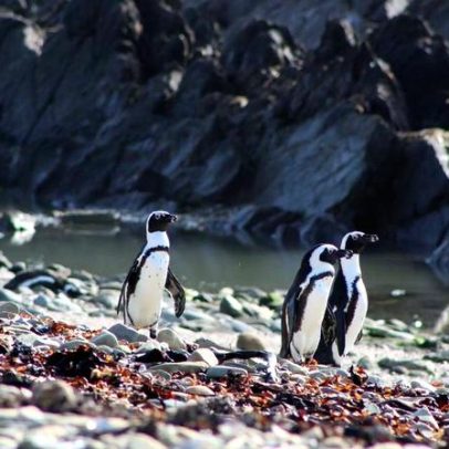 Pinguins competem com barcos de pesca por alimento em época de escassez