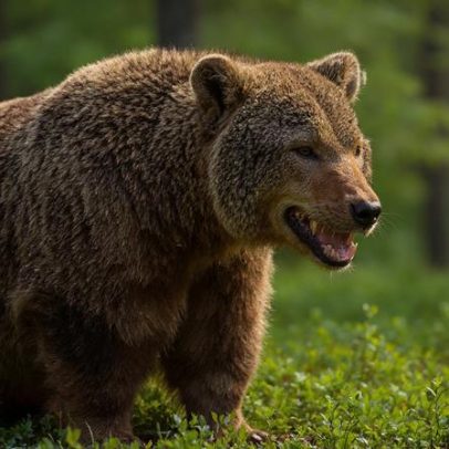 Escola recorda dia assustador após ataque de urso com onze feridos