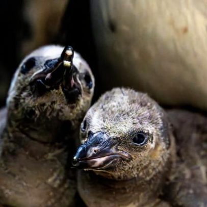 Pinguins criticamente ameaçados competem por alimento com embarcações de pesca