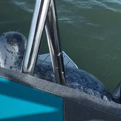 Foca salta para barco para escapar de ataque de orcas nos EUA
