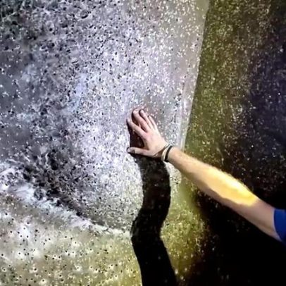 Mais de 100 mil aranhas encontradas numa teia gigante em gruta grega