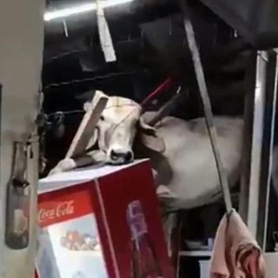 Vaca em fuga cai no telhado de bar no Brasil; imagens mostram o incidente
