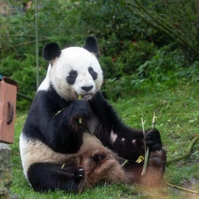 França despede-se dos pandas Huan Huan e Yuan Zi