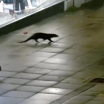 Lontra e raposa passeiam juntas pelas ruas da Inglaterra