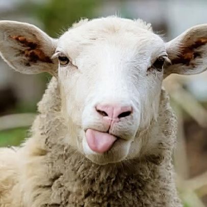 Borrego e cabrito sobem de preço no Alentejo na última semana
